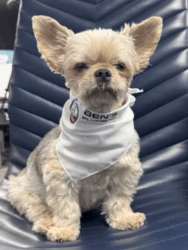 Dog wearing Ben's Plumbing bandana